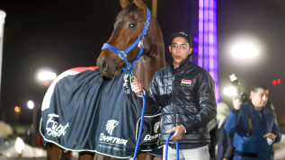 Por primera vez en 15 años, Egipto participa internacionalmente con caballos egipcios en el Campeonato Internacional de Equitación